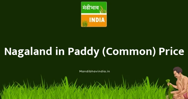 Paddy (Common) भाव